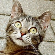 Katze mit schlitzförmigen Pupillen